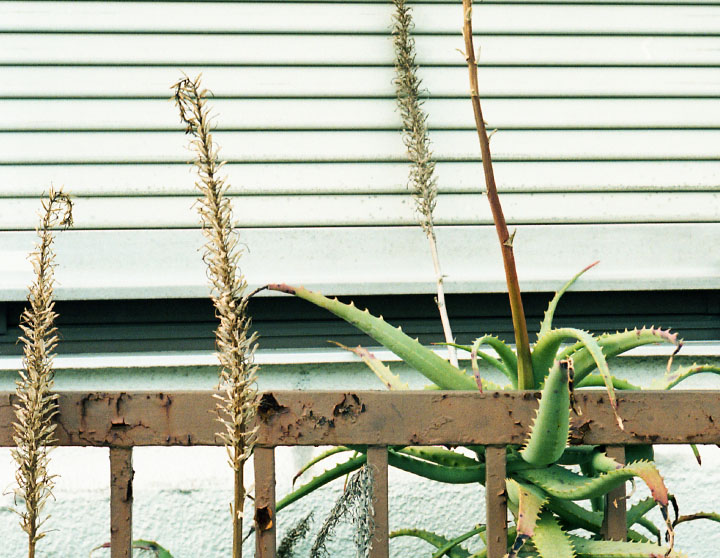 Dressy Herringbone(sax)シャツの着用1