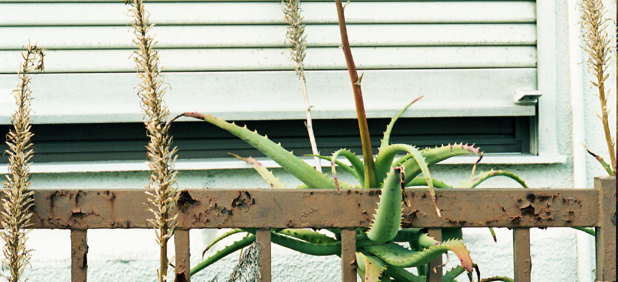 Dressy Herringbone(sax)シャツの着用1